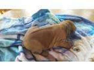 Rhodesian Ridgeback Puppy for sale in Chillicothe, IL, USA
