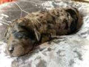 Mutt Puppy for sale in Apollo Beach, FL, USA