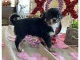 Chihuahua Puppy for sale in Chillicothe, OH, USA