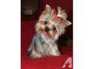 Yorkshire Terrier Puppy for sale in EAST ORANGE, NJ, USA