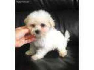Maltese Puppy for sale in Rising Sun, MD, USA