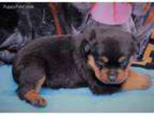 Rottweiler Puppy for sale in Dublin, GA, USA