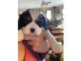 Cavalier King Charles Spaniel Puppy for sale in Interlaken, NY, USA