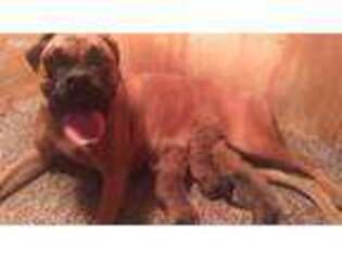 Boxer Puppy for sale in Trenton, MO, USA