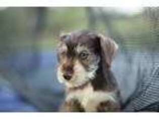 Mutt Puppy for sale in Vidalia, GA, USA