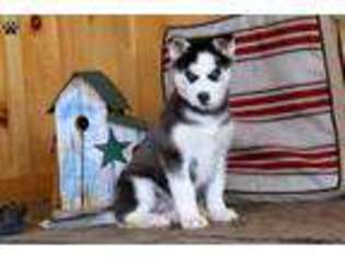 Siberian Husky Puppy for sale in EAST HAVEN, CT, USA
