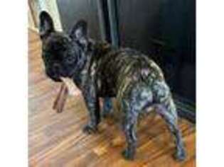 French Bulldog Puppy for sale in Bumpass, VA, USA