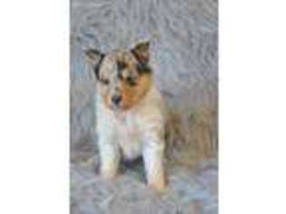 Shetland Sheepdog Puppy for sale in Grovespring, MO, USA