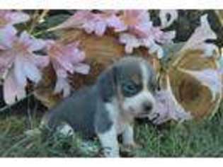 Beagle Puppy for sale in Conway, MO, USA
