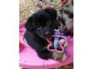 Australian Shepherd Puppy for sale in Lake Worth, FL, USA
