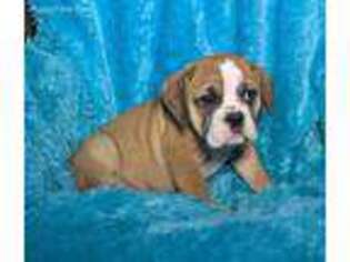 Bulldog Puppy for sale in Apple Creek, OH, USA