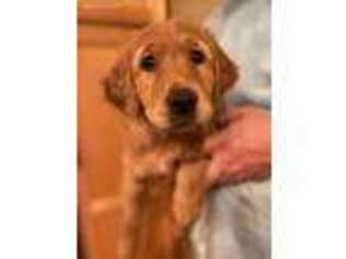 Golden Retriever Puppy for sale in Little Falls, MN, USA