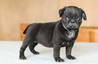 Pug Puppy for sale in PEARL RIVER, NY, USA