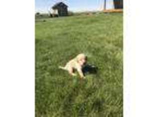 Labrador Retriever Puppy for sale in Choteau, MT, USA