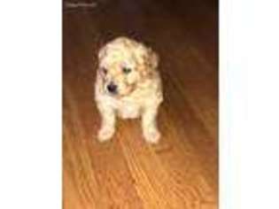 Goldendoodle Puppy for sale in Oregon, IL, USA