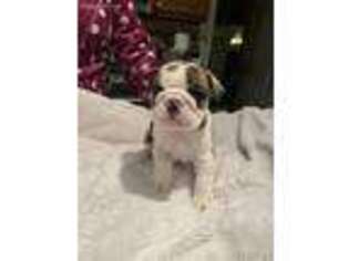 Bulldog Puppy for sale in Galena, KS, USA