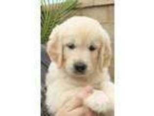 Mutt Puppy for sale in Lake Forest, CA, USA