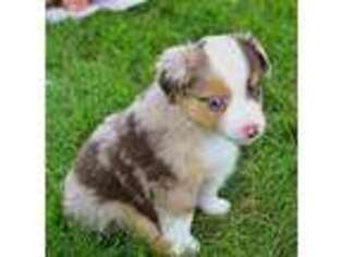 Miniature Australian Shepherd Puppy for sale in Solon, IA, USA