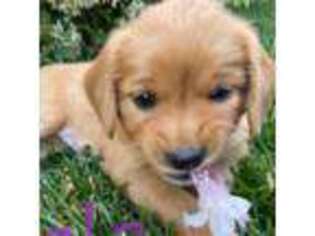 Mutt Puppy for sale in San Clemente, CA, USA