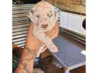 Dalmatian Puppy for sale in Apple Valley, CA, USA
