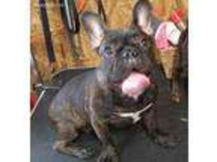 French Bulldog Puppy for sale in Salvisa, KY, USA