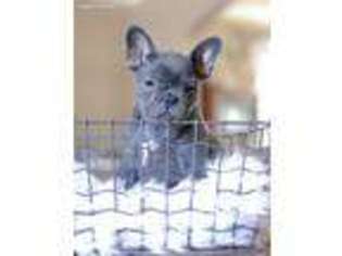 French Bulldog Puppy for sale in Fargo, ND, USA