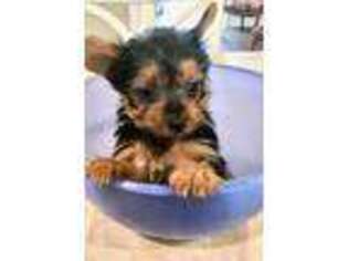 Yorkshire Terrier Puppy for sale in Doylestown, PA, USA