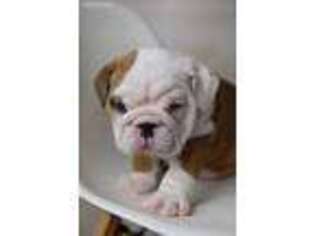 Bulldog Puppy for sale in Paola, KS, USA