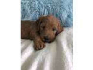 Goldendoodle Puppy for sale in Brandon, MS, USA