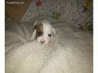 Jack Russell Terrier Puppy for sale in Ford, WA, USA