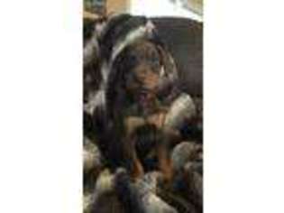 Doberman Pinscher Puppy for sale in Brilliant, AL, USA