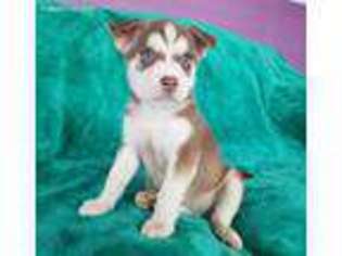 Alaskan Klee Kai Puppy for sale in Orlando, FL, USA