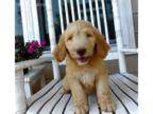 Goldendoodle Puppy for sale in Comer, GA, USA