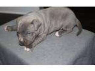 Staffordshire Bull Terrier Puppy for sale in Trempealeau, WI, USA