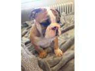 Bulldog Puppy for sale in Arlington, VA, USA