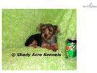 Yorkshire Terrier Puppy for sale in Macon, GA, USA