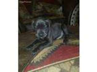 Mastiff Puppy for sale in Big Sandy, TX, USA