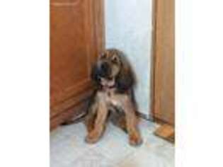 Bloodhound Puppy for sale in Wright, WY, USA