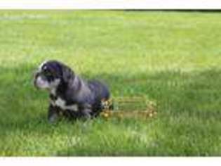 Bulldog Puppy for sale in Perth Amboy, NJ, USA