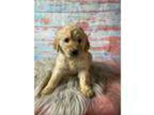 Goldendoodle Puppy for sale in Cabool, MO, USA
