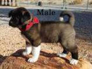 Akita Puppy for sale in Pahrump, NV, USA