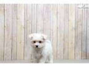 Maltese Puppy for sale in Chillicothe, OH, USA