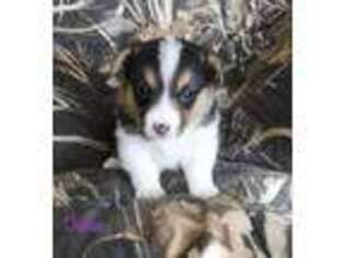 Pembroke Welsh Corgi Puppy for sale in Waupaca, WI, USA