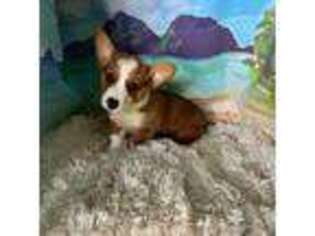 Pembroke Welsh Corgi Puppy for sale in Spring Hill, FL, USA
