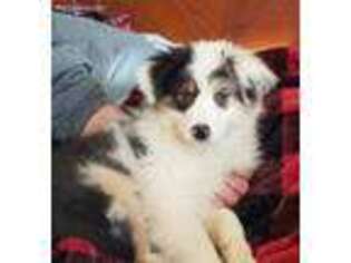 Australian Shepherd Puppy for sale in Tucson, AZ, USA