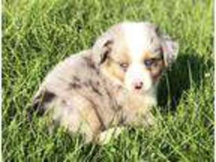 Miniature Australian Shepherd Puppy for sale in Columbia, MO, USA