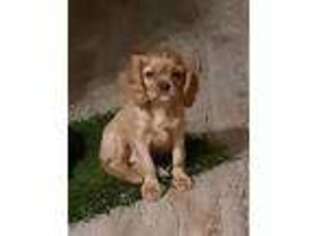 Cavalier King Charles Spaniel Puppy for sale in Commerce, TX, USA