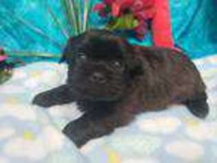 Mutt Puppy for sale in Green Bay, WI, USA