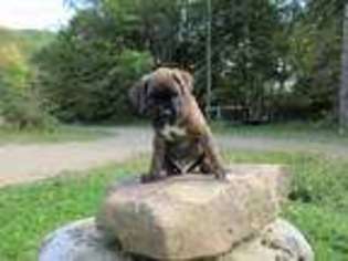 Boxer Puppy for sale in Allegany, NY, USA