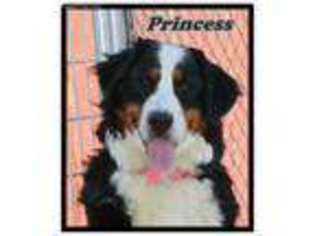 Bernese Mountain Dog Puppy for sale in Wellman, IA, USA